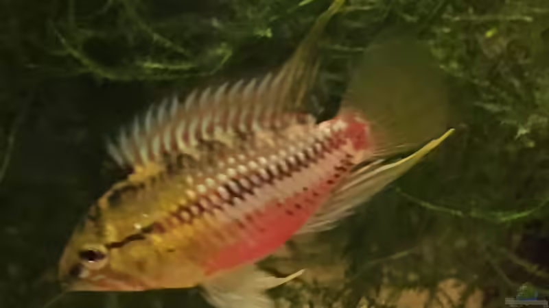 Besatz im Aquarium Uferbereich mit Flachwasserzone von Dicrossus (23)