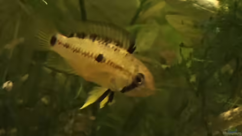 Besatz im Aquarium Uferbereich mit Flachwasserzone von Dicrossus (24)