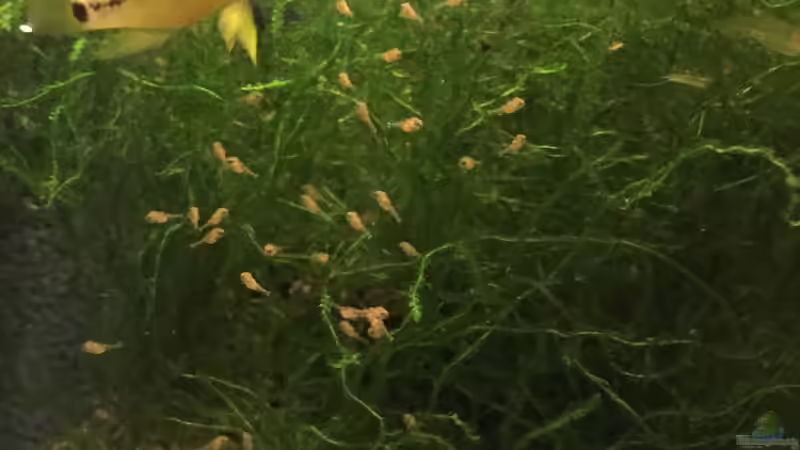 Besatz im Aquarium Uferbereich mit Flachwasserzone von Dicrossus (25)