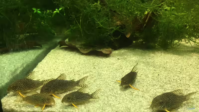 Besatz im Aquarium Uferbereich mit Flachwasserzone von Dicrossus (26)