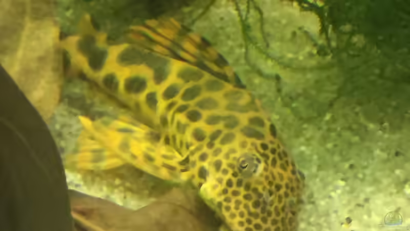 Besatz im Aquarium Uferbereich mit Flachwasserzone von Dicrossus (27)