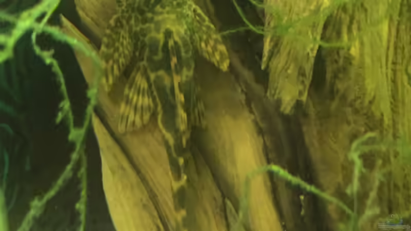 Besatz im Aquarium Uferbereich mit Flachwasserzone von Dicrossus (28)