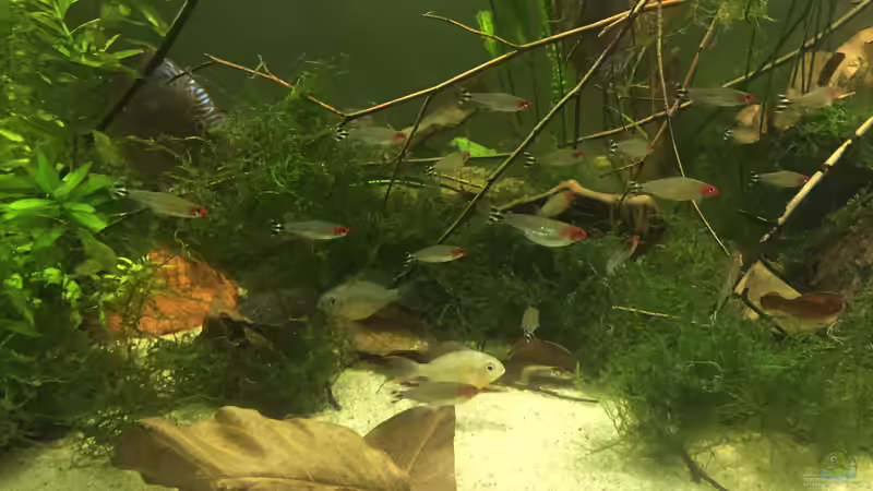 Besatz im Aquarium Uferbereich mit Flachwasserzone von Dicrossus (29)