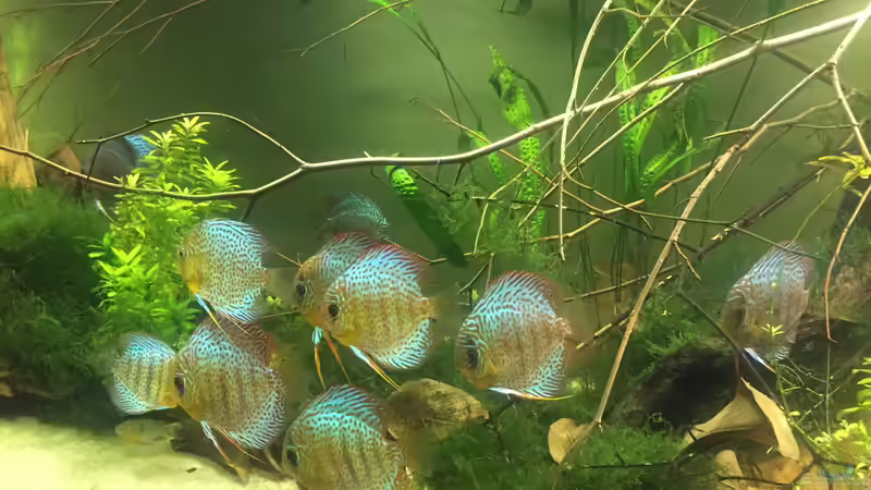 Besatz im Aquarium Uferbereich mit Flachwasserzone von Dicrossus (9)