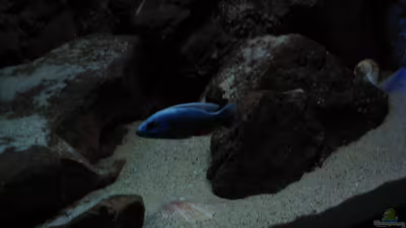 Besatz im Aquarium Ufernahe Übergangszone von The Duke of woods (43)