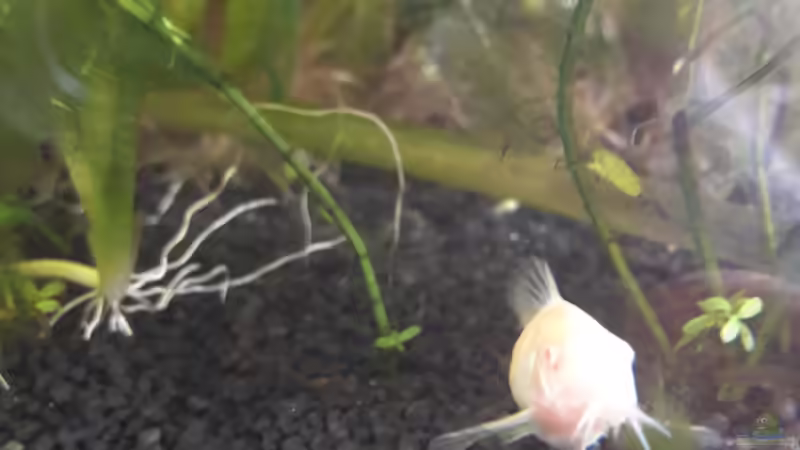 Besatz im Aquarium Umgestaltung (Richtung Südamerika Scape) von Kathys 2014 (10)