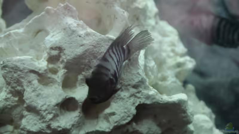 Besatz im Aquarium undefined von Luke (3)