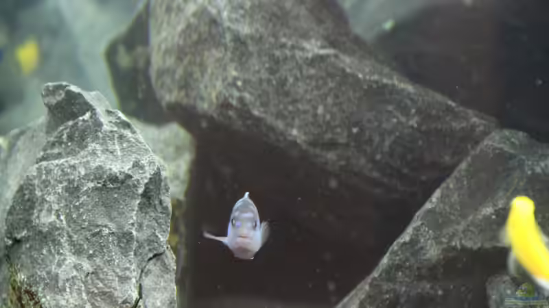 Besatz im Aquarium undefined von Luke (4)