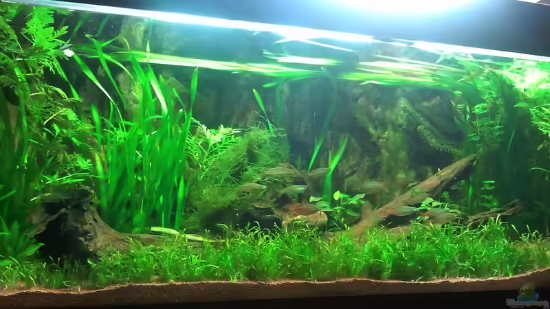 Besatz im Aquarium Underwater Rainbows (Nurnoch Beispiel) von Rainbowfan (26)