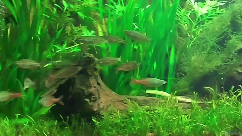 Besatz im Aquarium Underwater Rainbows (Nurnoch Beispiel) von Rainbowfan (27)