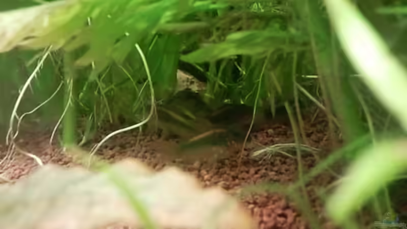 Besatz im Aquarium Underwater Rainbows (Nurnoch Beispiel) von Rainbowfan (28)