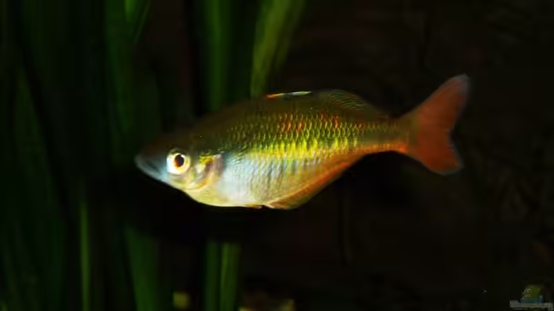 Besatz im Aquarium Underwater Rainbows (Nurnoch Beispiel) von Rainbowfan (32)