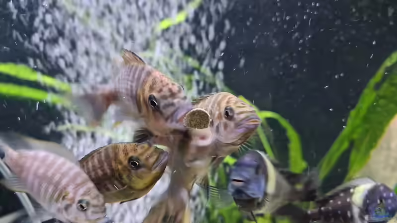 Besatz im Aquarium Underwaterworld von Daim75 (6)