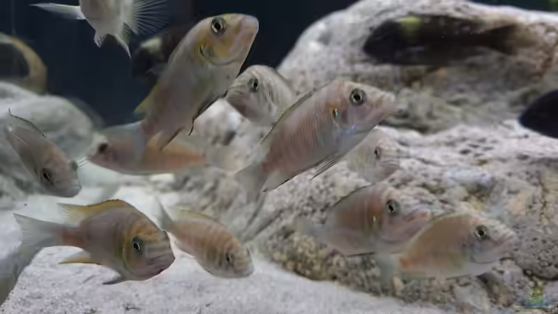 Besatz im Aquarium Underwaterworld von Daim75 (7)