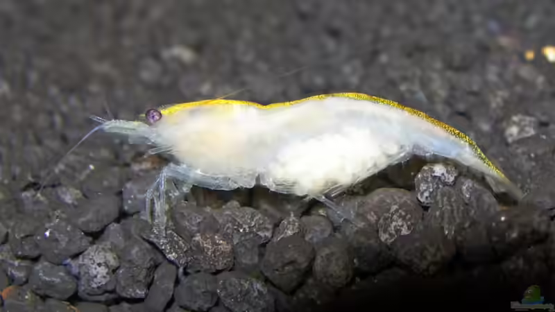 Besatz im Aquarium Underworld Australia von -Der Österreicher- (19)