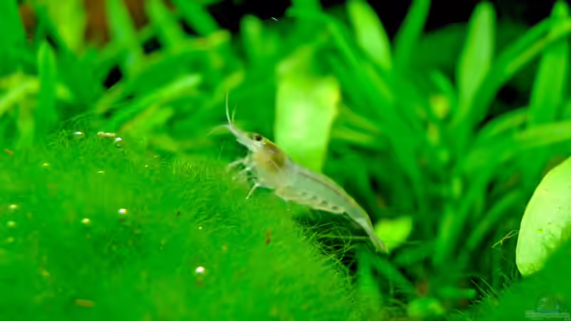 Besatz im Aquarium Underworld Australia von -Der Österreicher- (20)