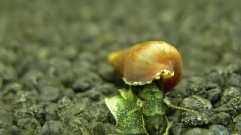 Besatz im Aquarium Underworld Australia von -Der Österreicher- (22)