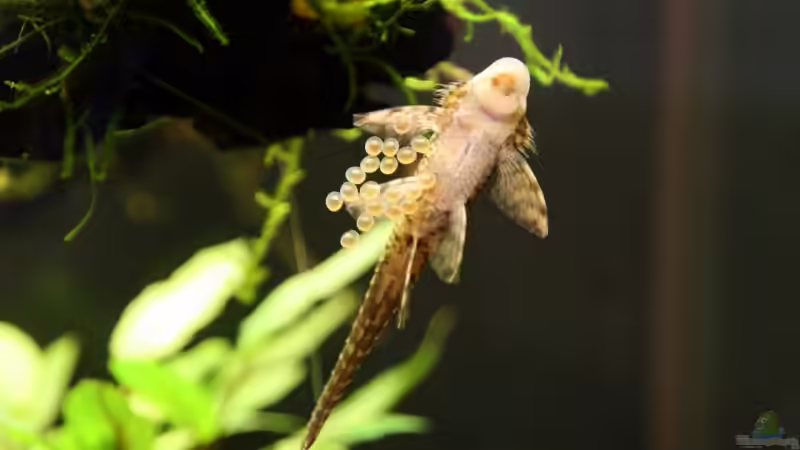 Besatz im Aquarium Underworld Australia von -Der Österreicher- (24)