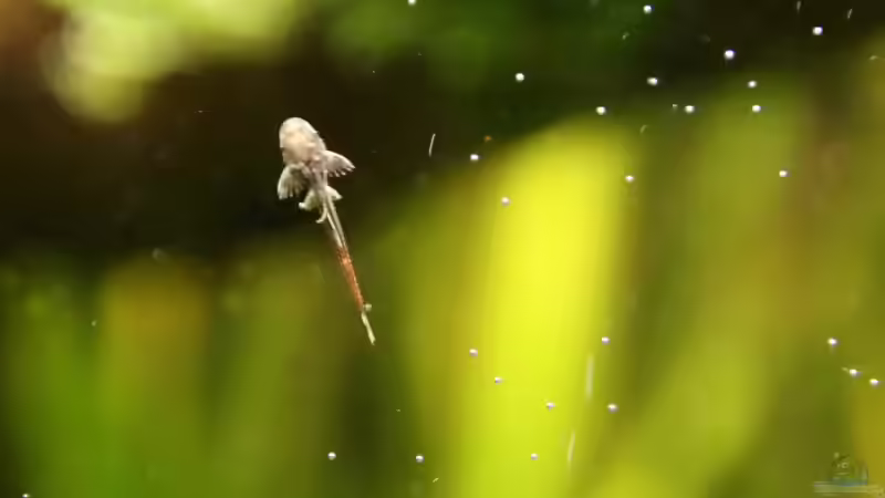 Besatz im Aquarium Underworld Australia von -Der Österreicher- (25)