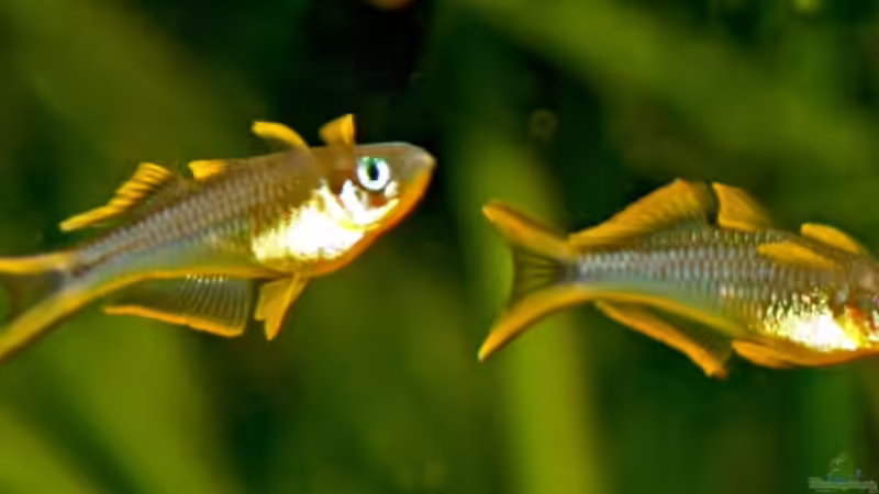 Besatz im Aquarium Underworld Australia von -Der Österreicher- (26)