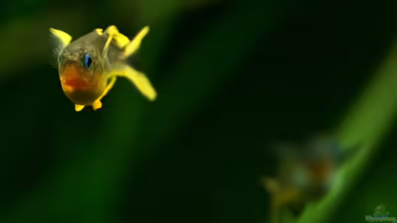 Besatz im Aquarium Underworld Australia von -Der Österreicher- (27)