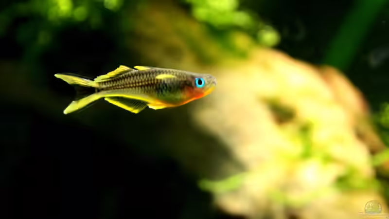 Besatz im Aquarium Underworld Australia von -Der Österreicher- (28)