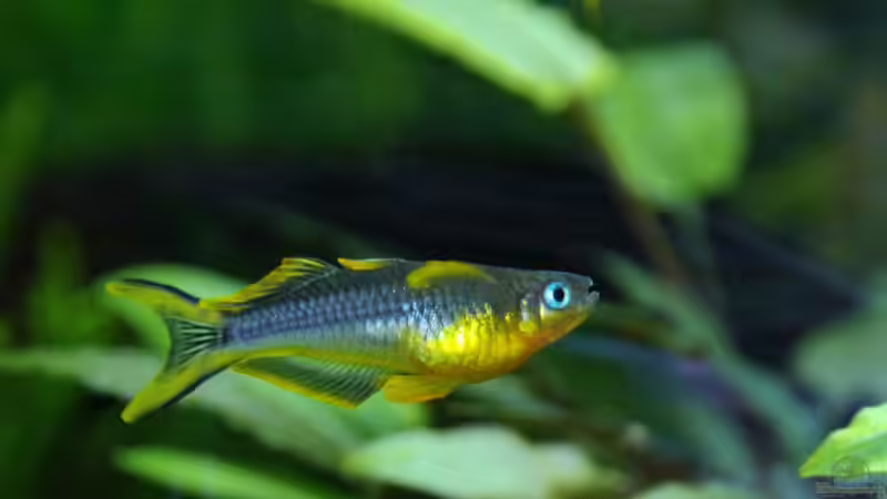 Besatz im Aquarium Underworld Australia von -Der Österreicher- (32)