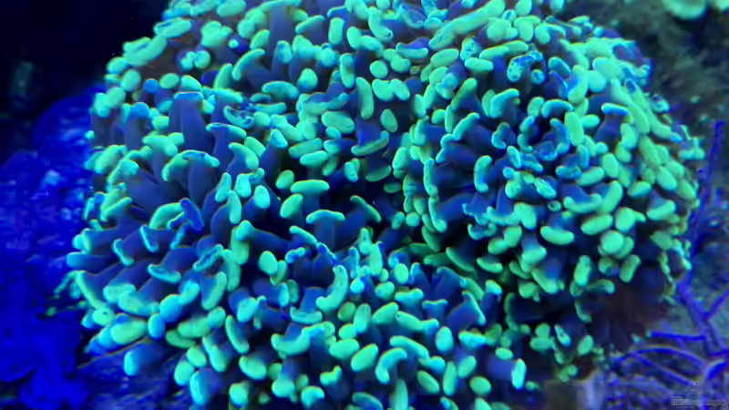 Besatz im Aquarium Unreal • Fancy • Magic von Tim1979 (13)