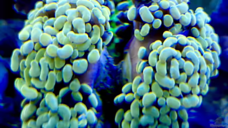 Besatz im Aquarium Unreal • Fancy • Magic von Tim1979 (14)