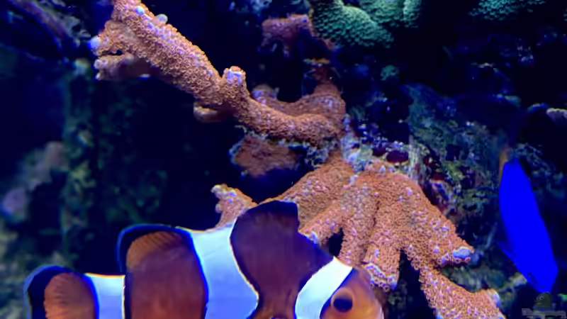 Besatz im Aquarium Unreal • Fancy • Magic von Tim1979 (15)