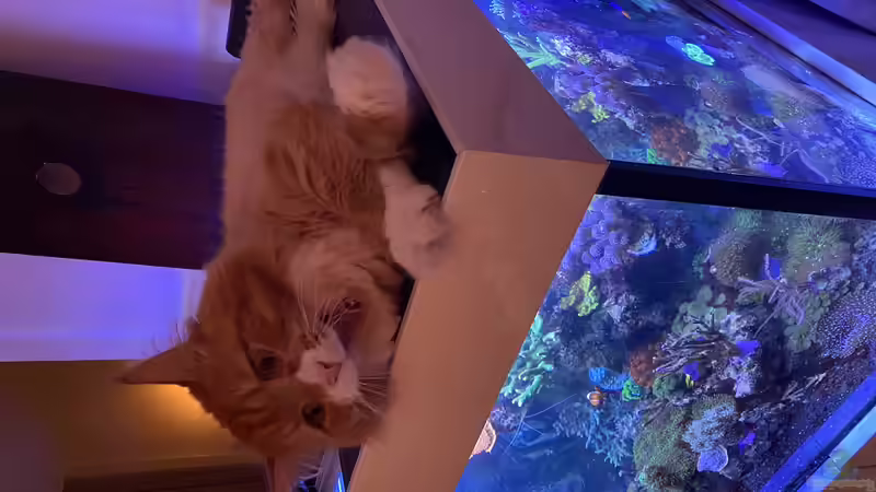 Besatz im Aquarium Unreal • Fancy • Magic von Tim1979 (16)