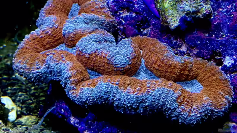 Besatz im Aquarium Unreal • Fancy • Magic von Tim1979 (17)