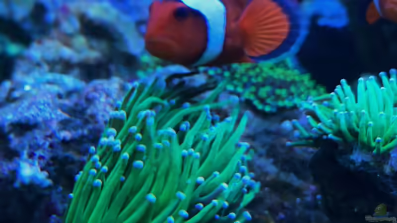 Besatz im Aquarium Unreal • Fancy • Magic von Tim1979 (19)