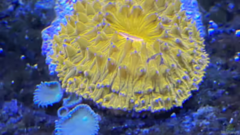 Besatz im Aquarium Unreal • Fancy • Magic von Tim1979 (20)