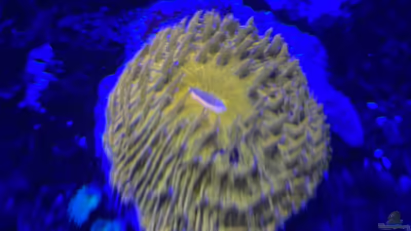 Besatz im Aquarium Unreal • Fancy • Magic von Tim1979 (21)