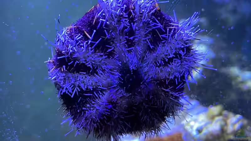 Besatz im Aquarium Unreal • Fancy • Magic von Tim1979 (22)