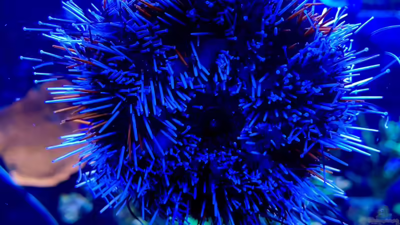 Besatz im Aquarium Unreal • Fancy • Magic von Tim1979 (24)