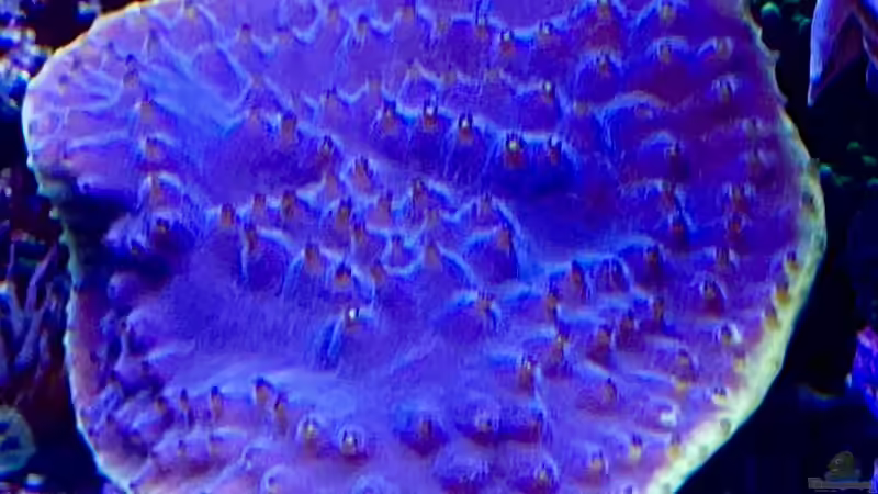 Besatz im Aquarium Unreal • Fancy • Magic von Tim1979 (25)