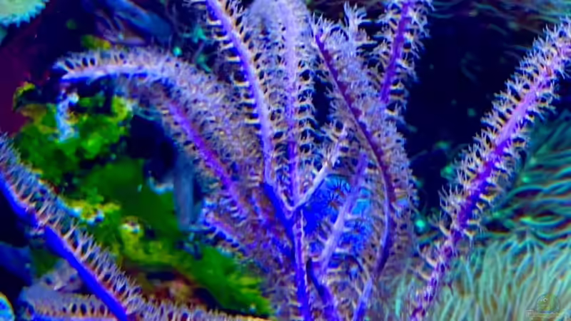 Besatz im Aquarium Unreal • Fancy • Magic von Tim1979 (29)