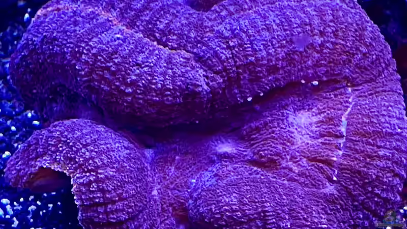 Besatz im Aquarium Unreal • Fancy • Magic von Tim1979 (33)