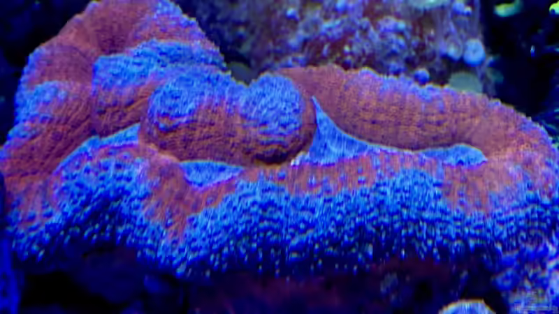 Besatz im Aquarium Unreal • Fancy • Magic von Tim1979 (35)