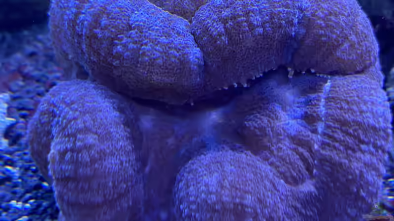 Besatz im Aquarium Unreal • Fancy • Magic von Tim1979 (36)