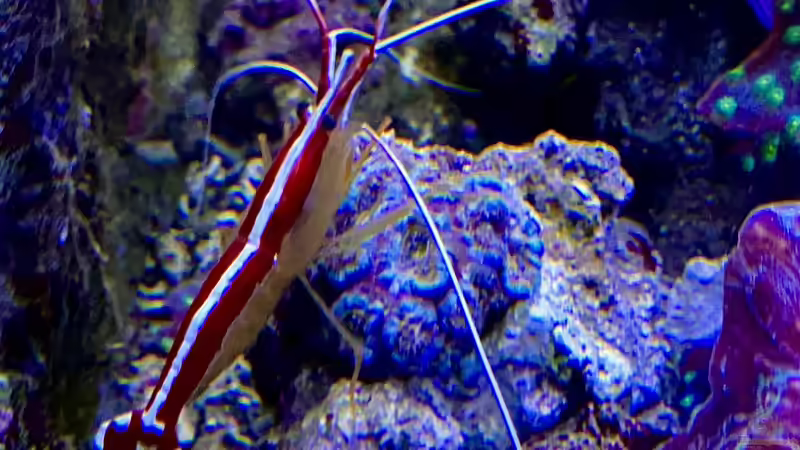 Besatz im Aquarium Unreal • Fancy • Magic von Tim1979 (37)