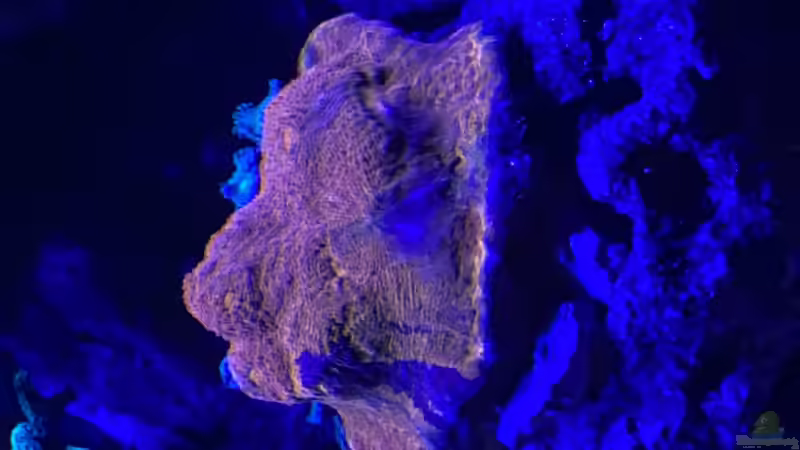 Besatz im Aquarium Unreal • Fancy • Magic von Tim1979 (38)