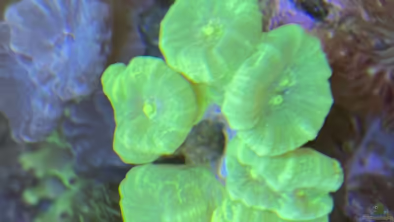 Besatz im Aquarium Unreal • Fancy • Magic von Tim1979 (40)