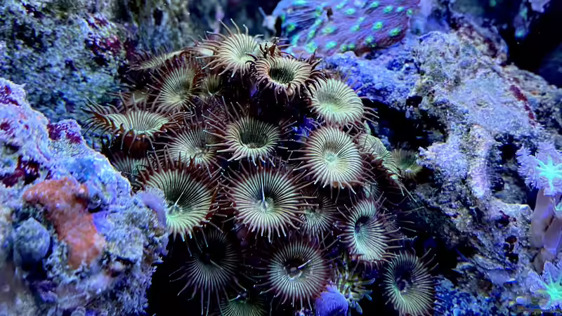 Besatz im Aquarium Unreal • Fancy • Magic von Tim1979 (41)