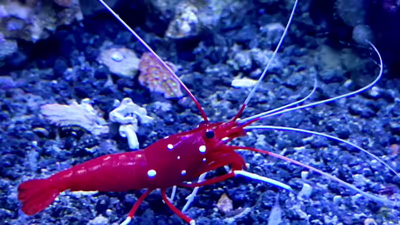 Besatz im Aquarium Unreal • Fancy • Magic von Tim1979 (43)