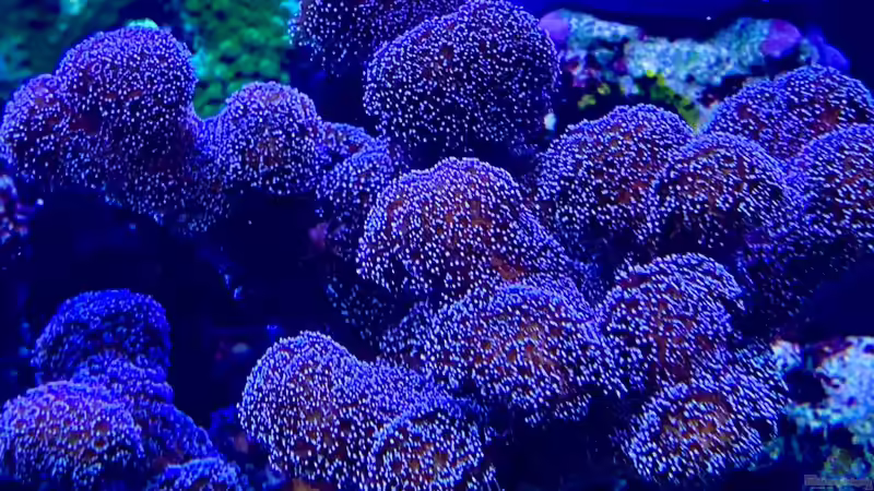 Besatz im Aquarium Unreal • Fancy • Magic von Tim1979 (44)