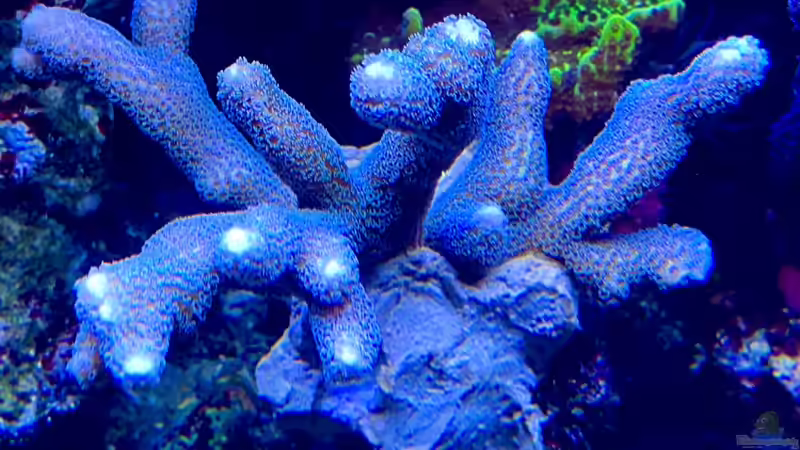 Besatz im Aquarium Unreal • Fancy • Magic von Tim1979 (46)