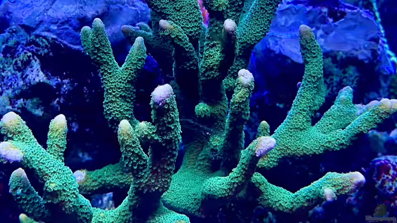 Besatz im Aquarium Unreal • Fancy • Magic von Tim1979 (47)